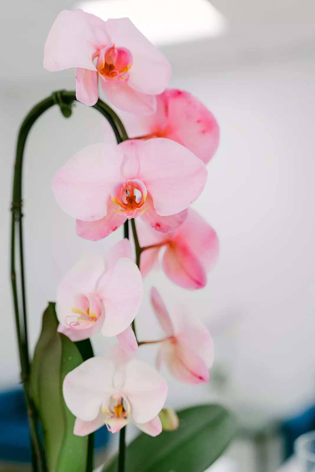 Podiatrist in Beachwood, OH